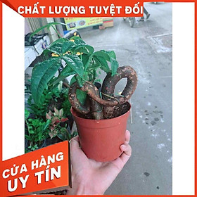 Kim ngân nơ Nhiều Người Mua