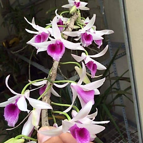 Lan giả hạc daklay  , cây cực đẹp