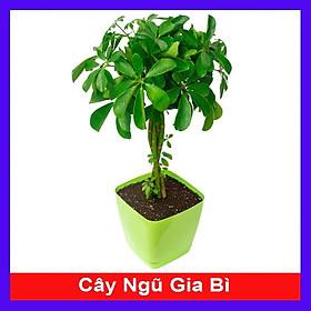 Cây Ngũ Gia Bì - Cây Đuổi Muỗi - cây cảnh để bàn