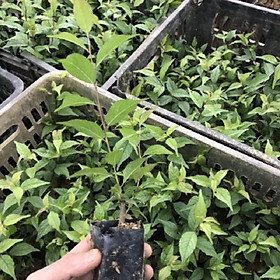 Mua COMBO 3 BẦU CÂY GIỐNG NHẤT CHI MAI