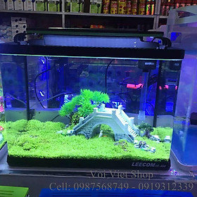 Mua Hạt giống thủy sinh các loại trân châu lùn  ngưu mao chiên  thanh điệp  lá tròn  trái tim