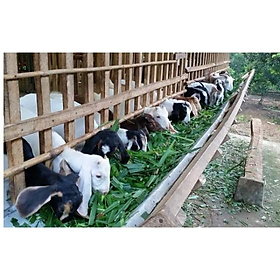 Mua Hạt Cỏ Ngọt Lai Siêu Năng Xuất - gói 500g - Hạt Giống Cỏ Chăn Nuôi