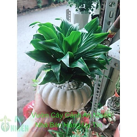 Mua Chậu Cây Phát Tài Lá