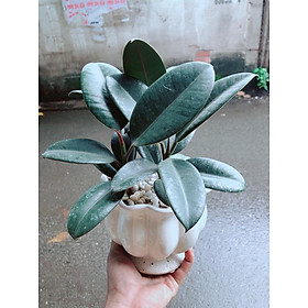 Mua Chậu Cây Đa Búp Đỏ