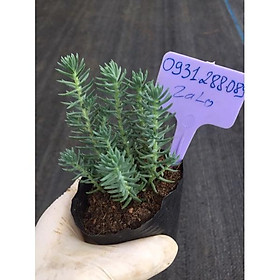 Cây sen đá sedum rong biển