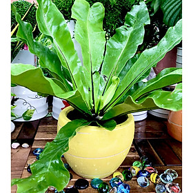 Farm Zone 160 Chậu sứ cây Ổ Phụng tặng kèm đá trang trí giá chỉ 139000 VND
