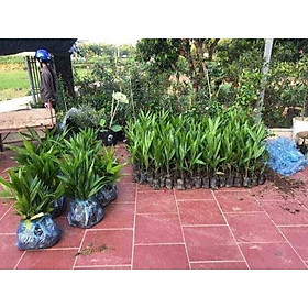 Mua CÂY GIỐNG CAU LÙN TỨ QUÝ