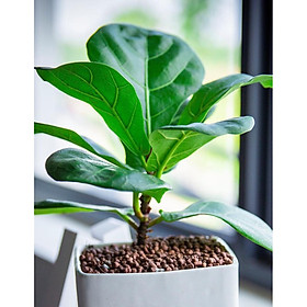 Cây bàng chậu vuông trắng kèm đất