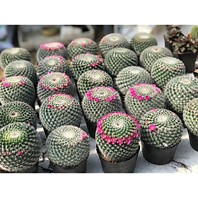 Cây xương rồng sinh nhật sz to