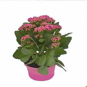 Chậu Cây Hoa Sống Đời Màu Hồng