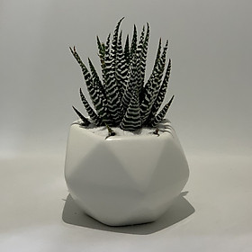 Chậu Sứ - 7x7x7 Cm - Mầu Trắng - Đa Diện - Gốm Bát Tràng - Chậu Trồng Cây Mini Để Bàn, Sen Đá, Xương Rồng, Cây Cẩm Nhung (Fittonia, May Mắn) & Tiểu Cảnh Terrarium