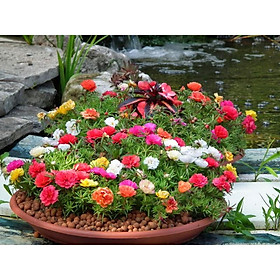 Mua hạt giống hoa mười giờ kép nhiều màu 200 hạt xuất xứ mỹ