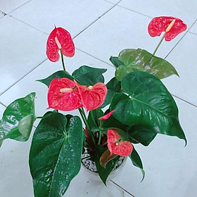 Mua Chậu Cây Hồng Môn