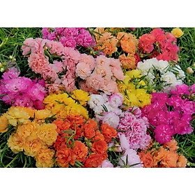 Mua 1 ký Hoa Mười Giờ Nhiều Màu Chuẩn Thái Kép Cành Tơ Khỏe Ra Rễ Sau 3 Ngày GIA DỤNG THÔNG MINH PKM