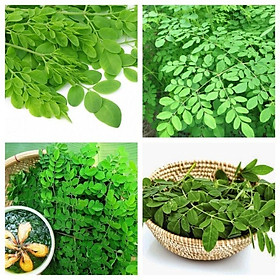 CÂY GIỐNG CHÙM NGÂY-cây choai