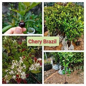 Mua Chery Brazil chịu nhiệt  phù hợp khí hậu nhiệt đới Việt Nam