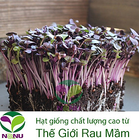 Mua Gói 20g HẠT GIỐNG RAU MẦM CẢI TÍM MALADY