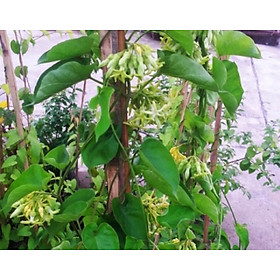 Mua CÂY GIỐNG THIÊN LÝ LEO GIÀN.