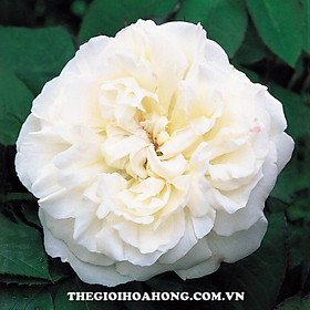 Hoa hồng ngoại trắng Winchester Cathedral Rose