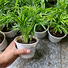 Mua Cây tiểu trâm để bàn