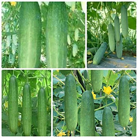 Hạt giống Dưa chuột nếp ta ,hạt giống chuẩn f1 -1 gói 10 hạt