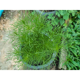 Mua 10 gam hạt giống cây Thì Là tứ quý