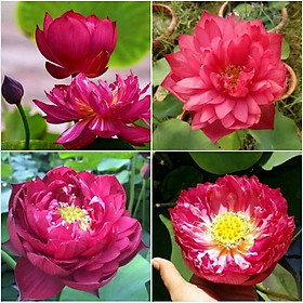 Mua Hạt giống hoa sen bách diệp hoa màu đỏ ( 5 hạt/gói )