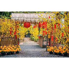 Mua Tranh dán tường hoa mai vàng ngày tết