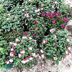 Mua Cây hoa lồng đèn 2 màu hồng tím tuỳ chọn (ảnh thật