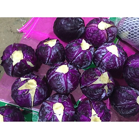 Mua Gói 50 hạt giống bắp cải tím