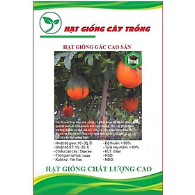 Hạt giống quả gấc cao sản CT71 - Gói 10 hạt