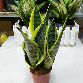 CHẬU CÂY LƯỠI HỔ - CÂY PHONG THỦY