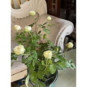 Cây hoa Hồng ngoại nguyên bản cream enden xanh mơ