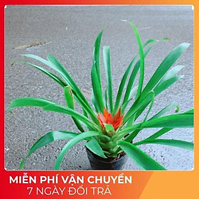 Mua Phong Lộc Hoa
