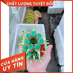 Cây Phát Tài Nhiều Người Mua