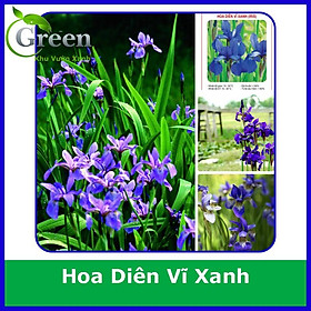 Mua Hạt Giống Hoa Diên Vĩ Xanh Xuất Xứ Đức (10H)