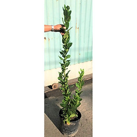 Mua Cây chanh Mỹ chiết canh cao 120 cm giống trái to