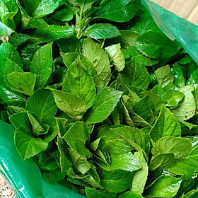 Mua Cẩm Tú Cầu cây dễ trần 10 cây