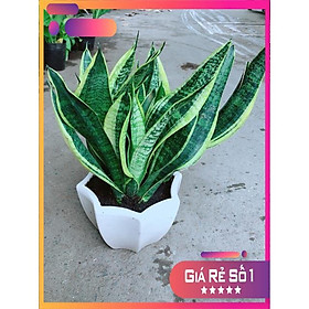 Chậu Lưỡi Hổ Size Lớn