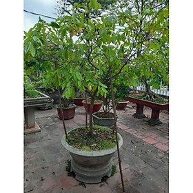 Mua Cây hoa dẻ ta thơm ngát hương