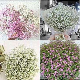 Mua Hạt giống hoa baby nhiều màu - 100 hạt/gói