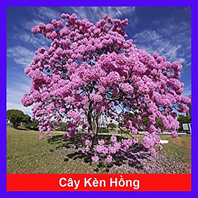 Cây Kèn Hồng - cây cảnh vườn + tặng phân bón cho cây