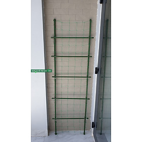 GIÀN THANG CHO CÂY LEO RỘNG 50*CAO 210CM- ỐNG PHI 16