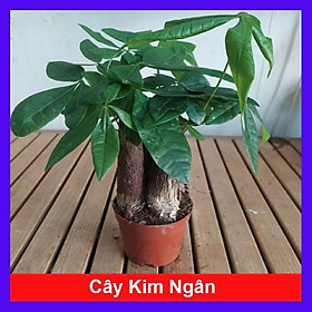 Cây Kim Ngân - cây cảnh để bàn + Tặng phân bón cho cây mau lớn