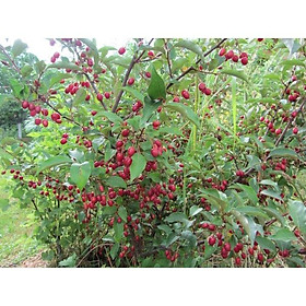 Mua cây giống nhót ngọt ta