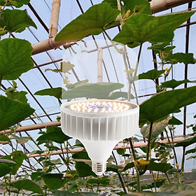 Mua Đèn trồng cây  đèn quang hợp  vượt đông nhà lưới  nhà kính chính hãng Rạng Đông T135 WBU 50W  đui E27  IP54  phổ ánh sáng bước sóng tím  xanh  đỏ phù hợp cho hoa LAN  cây dưa lưới  dâu tây  cà chua