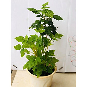 Mua Cây phúc mâm xôi (cây phúc bồn tử) 2 màu đỏ đen tùy chọn cao 30-40 cm  Rất tốt cho bênh nhân tiểu đường