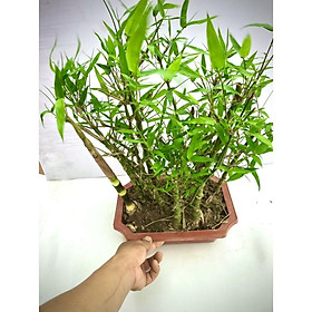Mua Cây trúc đùi gà -trúc quan âm - Cây tre kiểng mini - Cây tre đùi ếch (ảnh thật số 2)