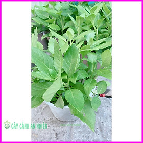 Mua Cây Rau Bầu Đất