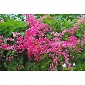CHẬU CÂY GIỐNG HOA TIGON-LOÀI HOA SIÊU ĐẸP CÓ MÙI THƠM NHẸ